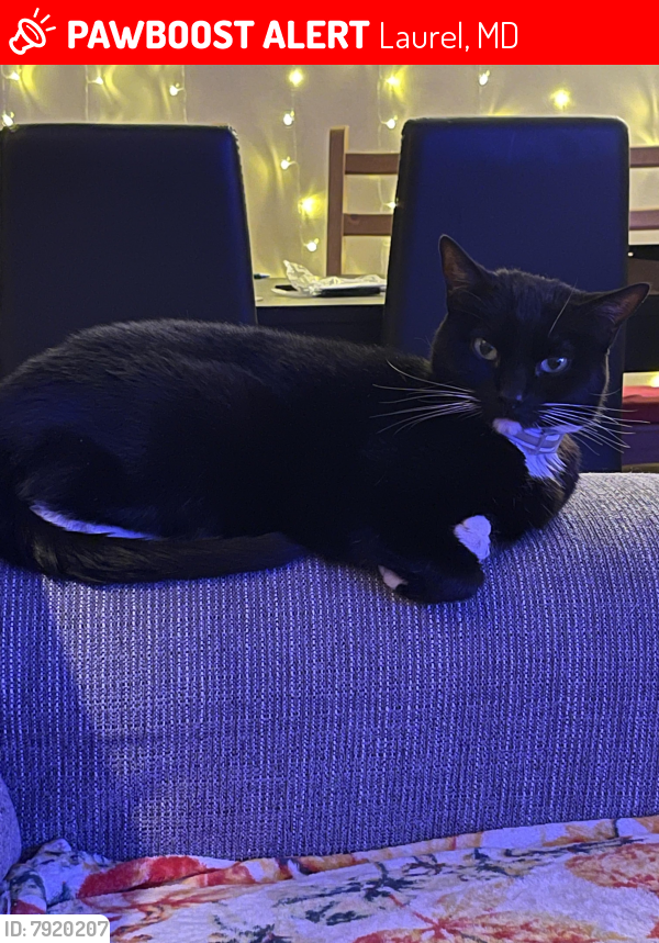 Lost Female Cat last seen Tymat ct and Bryant ave, Laurel, MD 20723