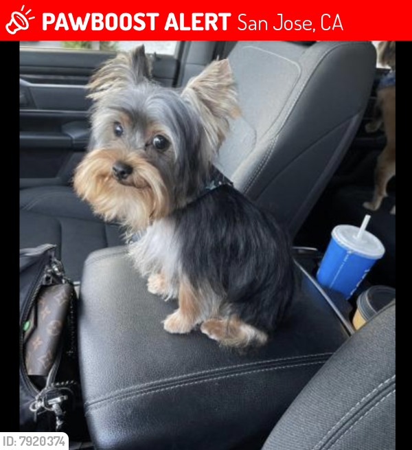 Lost Male Dog last seen Near Cunningham Ave, San Jose, CA 95122, San Jose, CA 95122