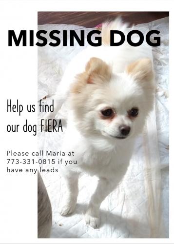 Lost Female Dog last seen Fuller park , Chicago, IL 60609