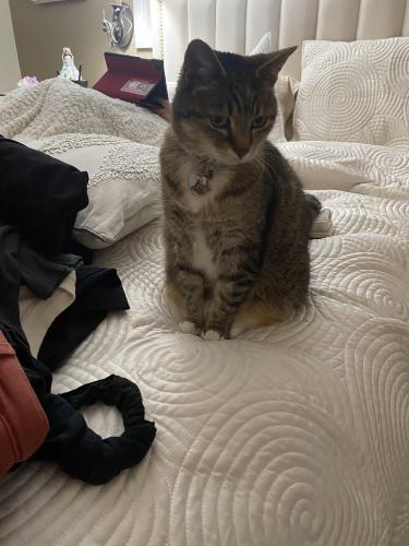 Lost Female Cat last seen Lowry Ave, Fremont, CA 94536