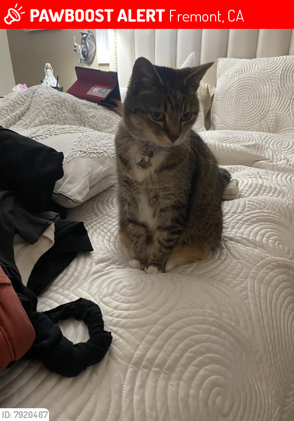 Lost Female Cat last seen Lowry Ave, Fremont, CA 94536