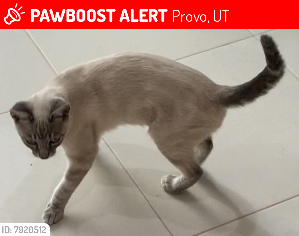 Lost Male Cat last seen Iroquois and Piute Drive, Provo, UT 84604