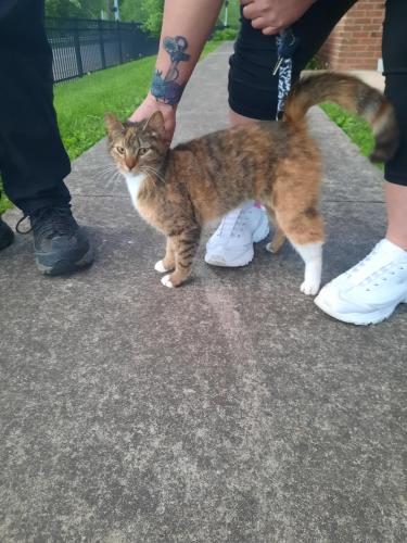 Found/Stray Female Cat last seen Sissonsville Drive, Charleston, WV 25387