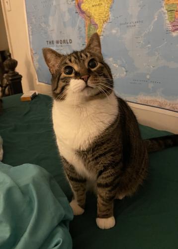 Lost Male Cat last seen Thompson Lane Indian Head Maryland, Indian Head, MD 20640