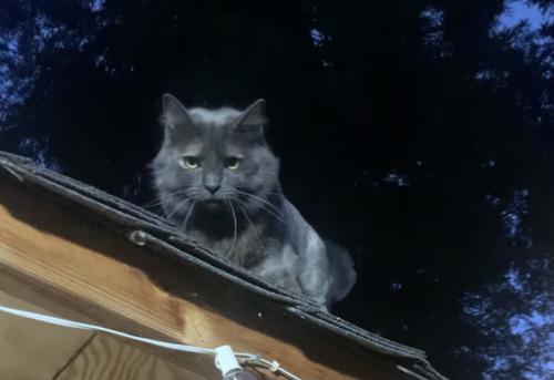 Lost Female Cat last seen There are two gaint trees,a metal fence around our burned hse, San Jose, CA 95111