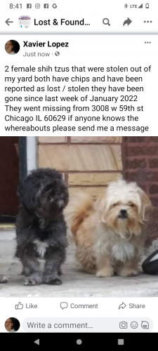 Lost Female Dog last seen Near s Sacramento , Chicago, IL 60629