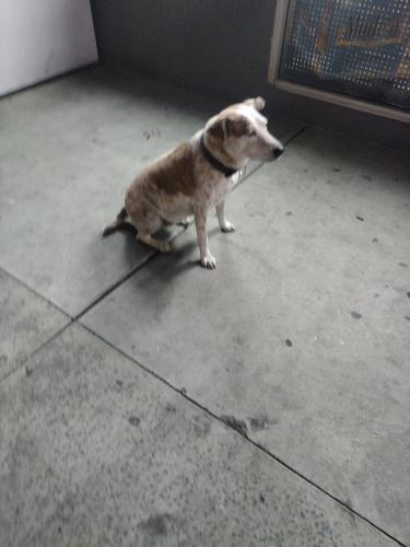 Found/Stray Female Dog last seen I-17 and Bethany , Phoenix, AZ 85017