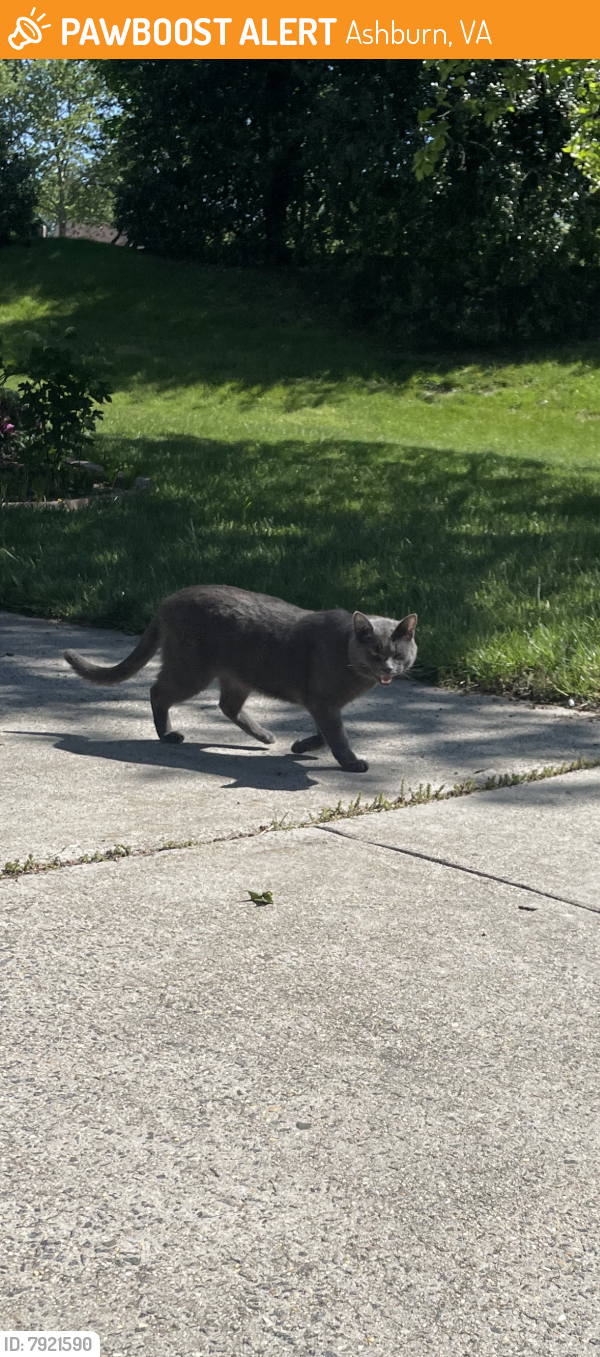 Found/Stray Unknown Cat last seen Clearnight ter ashburn , Ashburn, VA 20147