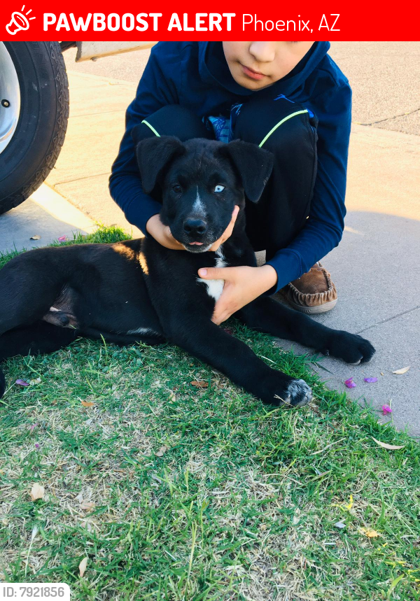 Lost Male Dog last seen Bethany  and 35th , Phoenix, AZ 85019