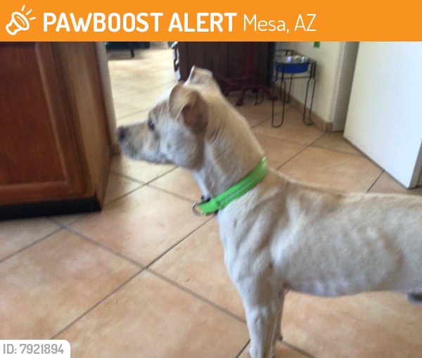 Rehomed Male Dog last seen Superstition Springs Blvd and E Baseline Rd, Mesa, AZ 85009