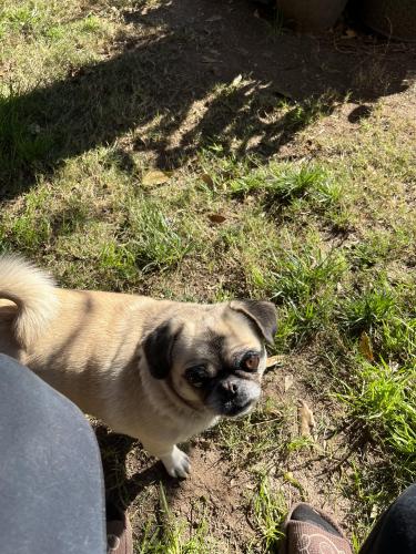 Lost Female Dog last seen Cholla , Glendale, AZ 85304