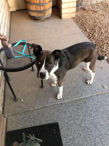 Found/Stray Female Dog last seen 27th ave and Grovers, Phoenix, AZ 85020