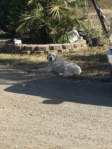 Found/Stray Female Dog last seen Story road, San Jose, CA 95127
