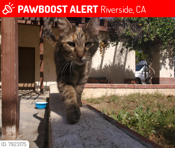 Lost Female Cat last seen Pacific avenue elementary school, Riverside, CA 92509