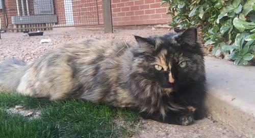 Lost Female Cat last seen Central Ave and Baseline Rd, Phoenix, AZ 85042