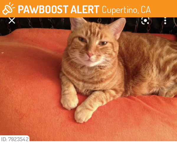 Found/Stray Unknown Cat last seen On 85 driving north, Cupertino before exit 280, Cupertino, CA 95129