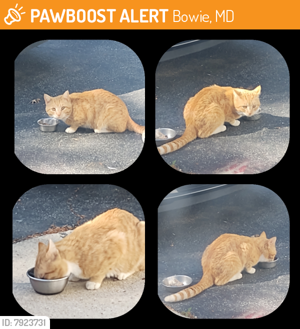 Found/Stray Male Cat last seen Rustic Hill Drive, Bowie, MD 20715