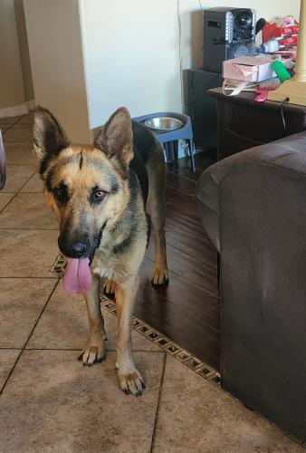 Found/Stray Male Dog last seen Central in glendale, Glendale, AZ 85301