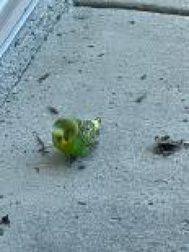 Shelter Stray Unknown Parakeet (budgie) last seen Fairfax County, VA , Fairfax, VA 22032