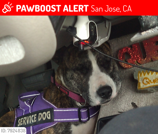 Lost Female Dog last seen Bass pro fishing shop, San Jose, CA 95118