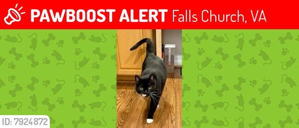 Lost Male Cat last seen North West Street and Steeples Court, Falls Church, VA 22046