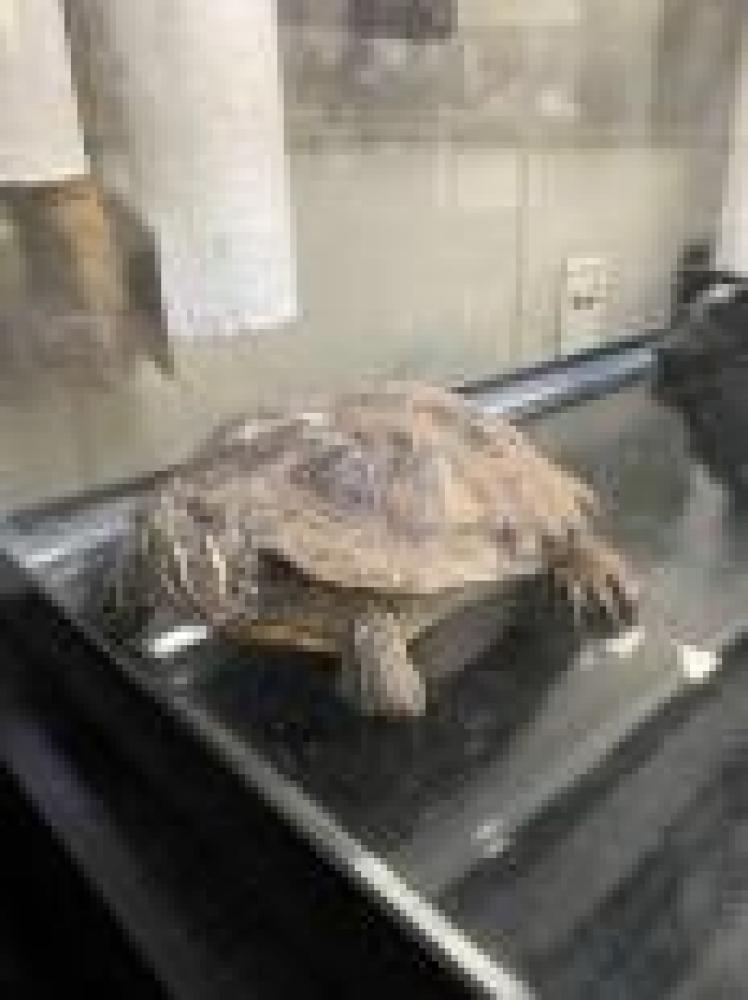 Shelter Stray Female Turtle last seen Fairfax County, VA , Fairfax, VA 22032