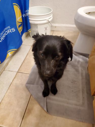 Lost Male Dog last seen Duncan Ave and Bradford Drive, Sunnyvale, CA 94086
