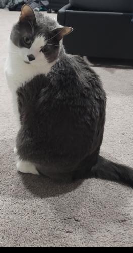 Lost Male Cat last seen KING/Unser, Rio Rancho, NM 87144