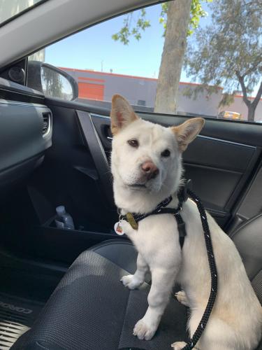 Lost Female Dog last seen McDonald’s on Cushing Parkway, Fremont, CA 94538