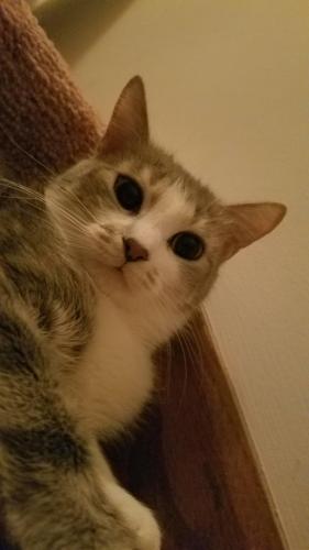 Lost Female Cat last seen Dellwood and fernwood, Shoreview, MN 55126