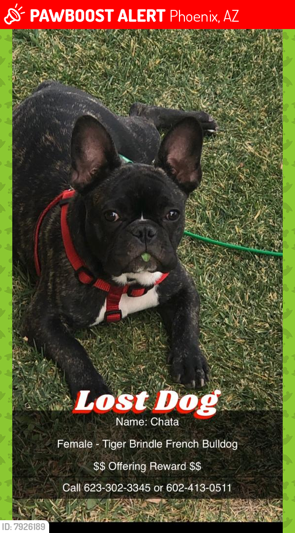 Lost Female Dog last seen 35th ave and lincon st, Phoenix, AZ 85009