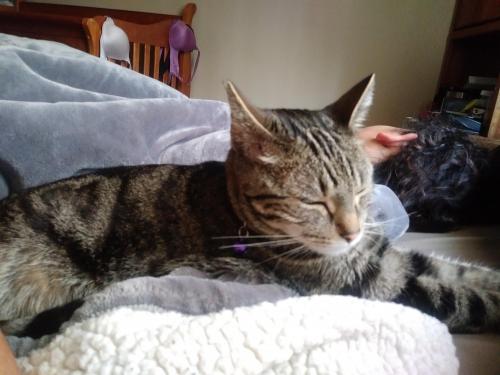 Lost Female Cat last seen Paseo and mission view, Fremont, CA 94538