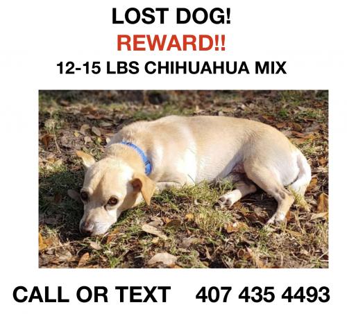 Lost Male Dog last seen west lake apmts, sanford fl, Sanford, FL 32771