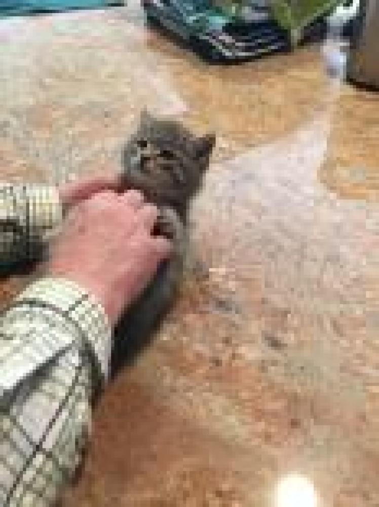 Shelter Stray Unknown Cat last seen Fairfax County, VA , Fairfax, VA 22032