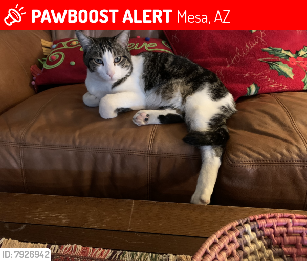 Lost Male Cat last seen 61st st and Halifax, Mesa, az, Mesa, AZ 85205
