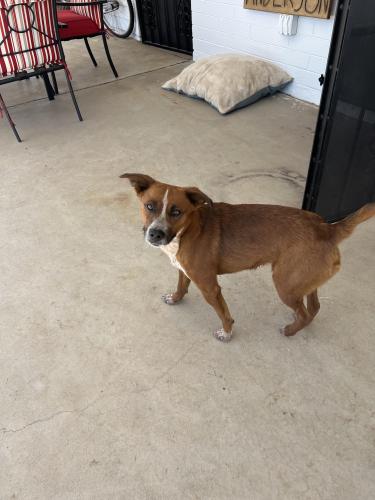 Found/Stray Male Dog last seen 19th Ave and Maryland, Phoenix, AZ 85015