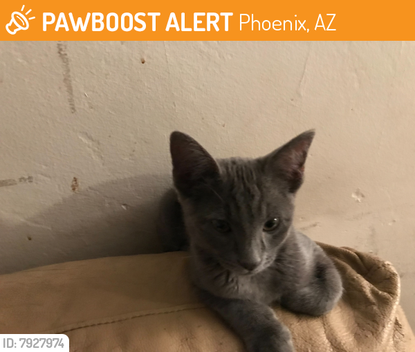 Rehomed Female Cat last seen 51st avenue and Osborn , Phoenix, AZ 85031