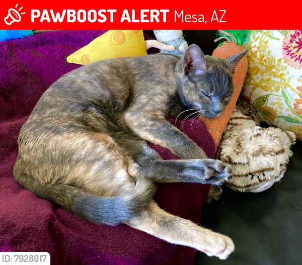 Lost Female Cat last seen Power Rd/University , Mesa, AZ 85205