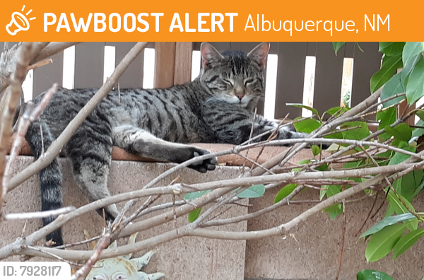 Found/Stray Male Cat last seen Universe and Irving NW, Albuquerque,NM 87114, Albuquerque, NM 87114