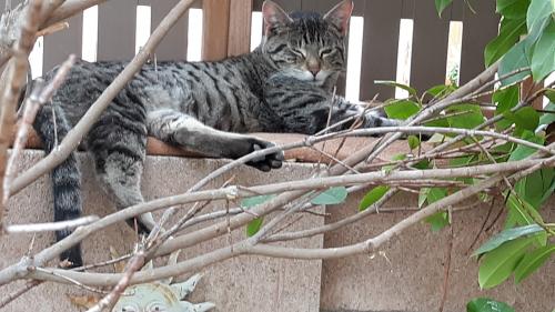 Found/Stray Male Cat last seen Universe and Irving NW, Albuquerque,NM 87114, Albuquerque, NM 87114