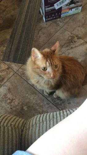 Lost Male Cat last seen e sleepy ranch rd, Phoenix, AZ 85331