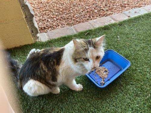 Found/Stray Unknown Cat last seen Huntington & Hazelton, Tempe, AZ 85282