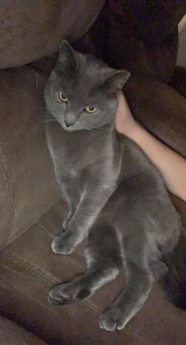 Lost Male Cat last seen Libby and 15 Ave, Phoenix, AZ 85023