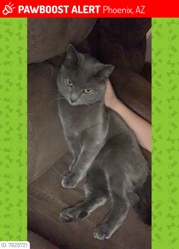 Lost Male Cat last seen Libby and 15 Ave, Phoenix, AZ 85023