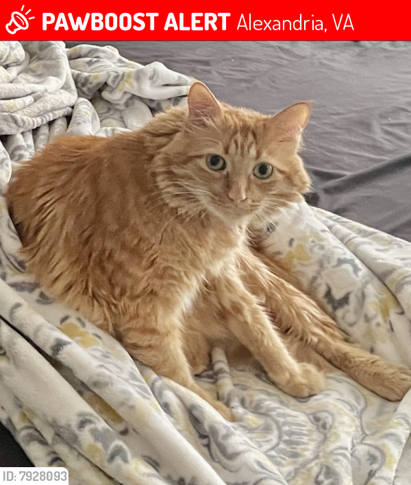 Lost Male Cat last seen Tower Drive & South Kings Hwy, Alexandria, VA 22306