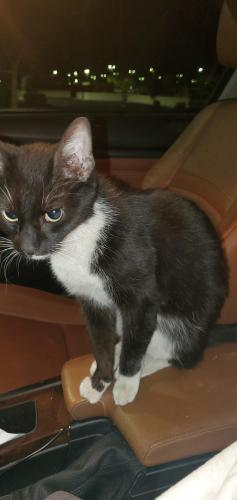Found/Stray Female Cat last seen 55th Avenue & Cholla St. , Glendale, AZ 85304