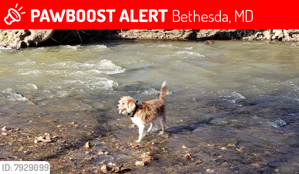 Lost Female Dog last seen Inglemere Drive and Grewswood, Bethesda, Bethesda, MD 20817