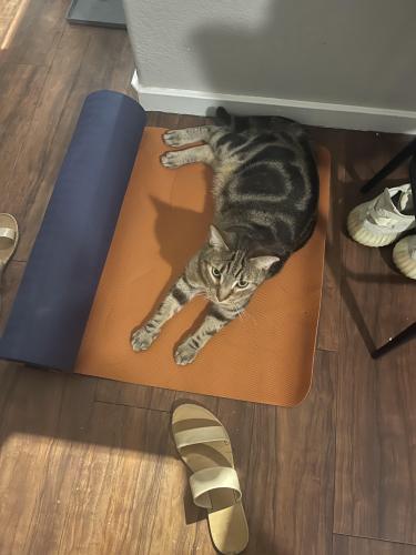 Lost Male Cat last seen Skysong apmts (McDowell and scottsdale rd), Scottsdale, AZ 85257