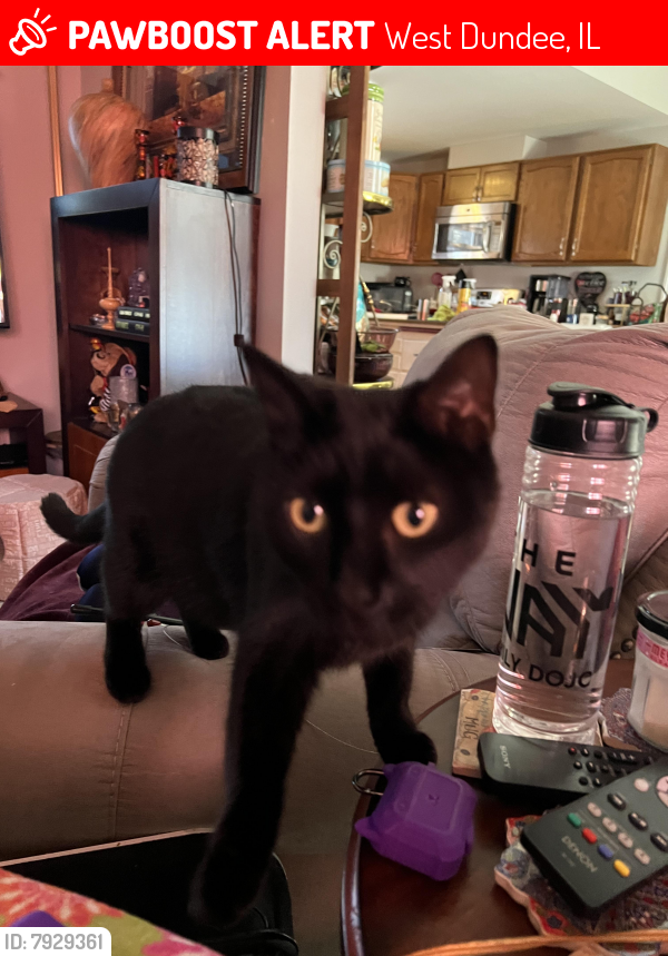 Lost Female Cat last seen 6th and Liberty , West Dundee, IL 60118