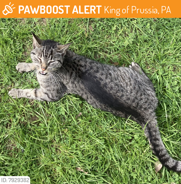 Found/Stray Unknown Cat last seen Lawndale and Stocker Ave, King of Prussia, PA 19406